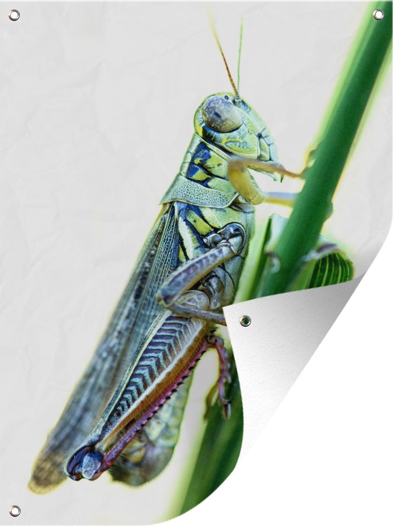 MuchoWow 60x80 cm Outdoor-Poster Gartendeko Sichtschutz Garten Poster für den Garten Ein Grashüpfer auf einem grünen Grashalm