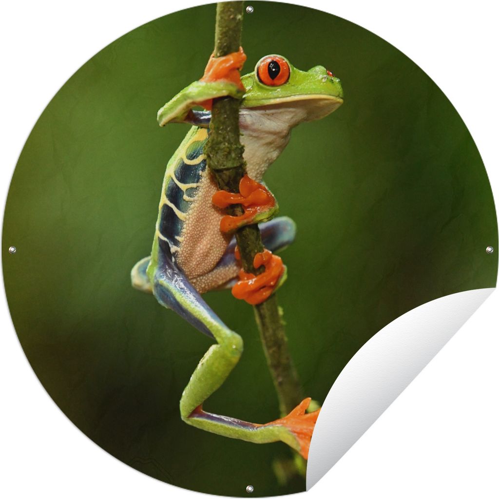 MuchoWow Gartenposter Outdoor-Poster Rund Frosch - Regenwald - Zweig Ø 60 cm Gartendeko Rundes Poster draußen