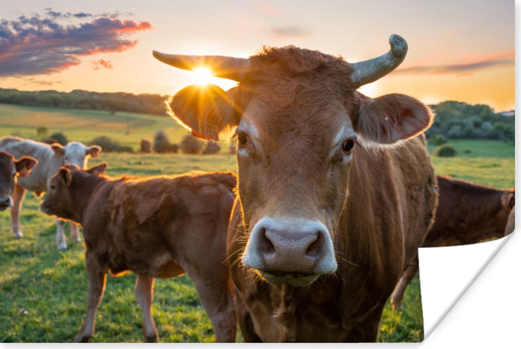MuchoWow Poster Kühe - Sonne - Wiese - Landleben 60x40 cm - Schlafzimmerdekoration