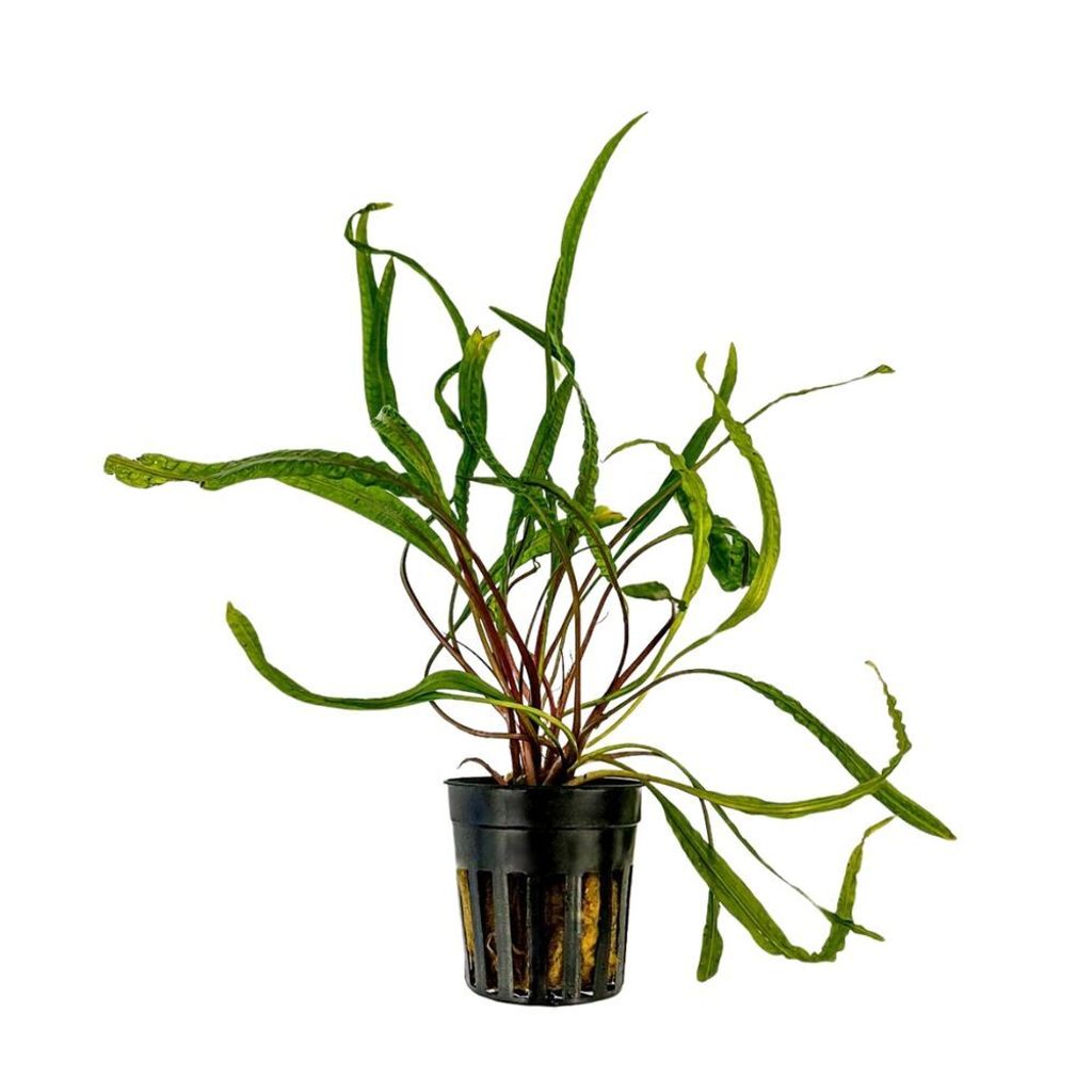Aquarium Pflanze Cryptocoryne balansae Wasserpflanzen Aquascaping AquaOne Nr.309B