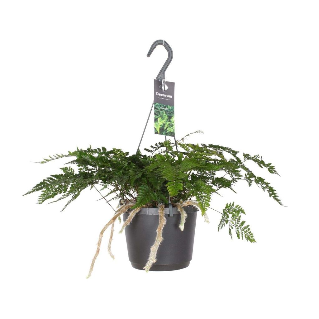 Humata tyermannii Bärenfußfarn Ø 17 cm - Höhe 20 cm - Produktbild 