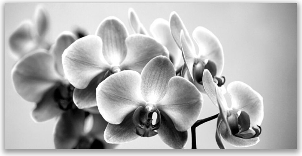 Tulup Leinwand-Bilder 120x60 Wandbild Canvas Kunstdruck Blumen Pflanzen