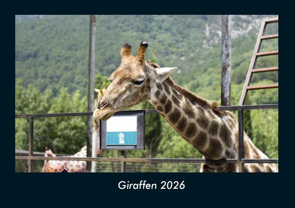 Giraffen 2026 Fotokalender - Querformat DIN A4, Monatskalender mit Bild-Motiven von Haustieren, Bauernhof, wilden Tieren und Raubtieren