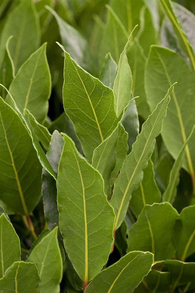 Laurus nobilis, Echter Lorbeer, aromatisch, ca. 11x11 cm Topf