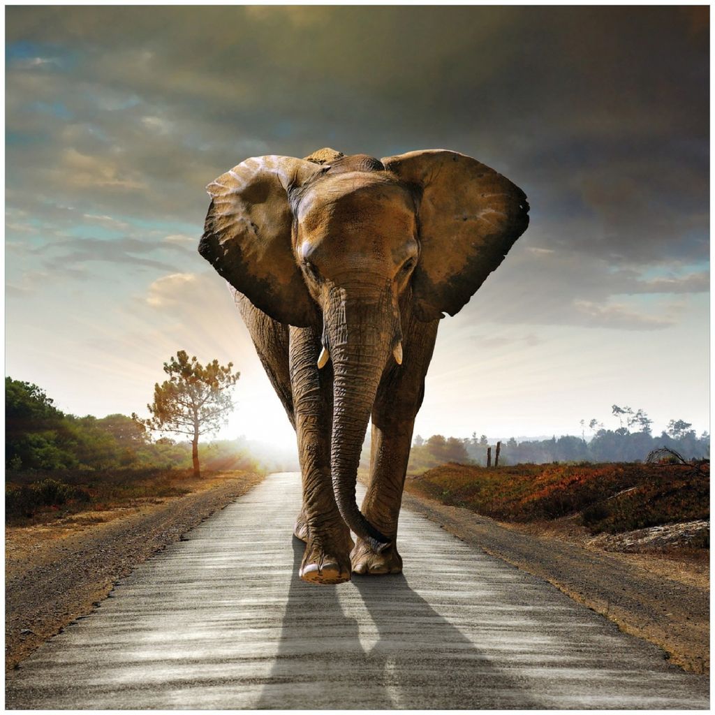 Wallario Premium Glasbild, freischwebende Optik, kräftige Farben, Größe 30 x 30 cm Motiv Elefant bei Sonnenaufgang in Afrika