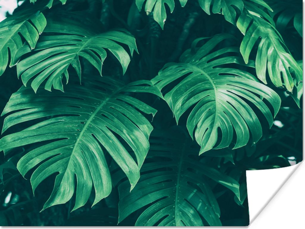 MuchoWow Poster Monstera - Blätter - Pflanzen - Dschungel - Natur 40x30 cm - Plakate für die Wände - Poster Wohnzimmer