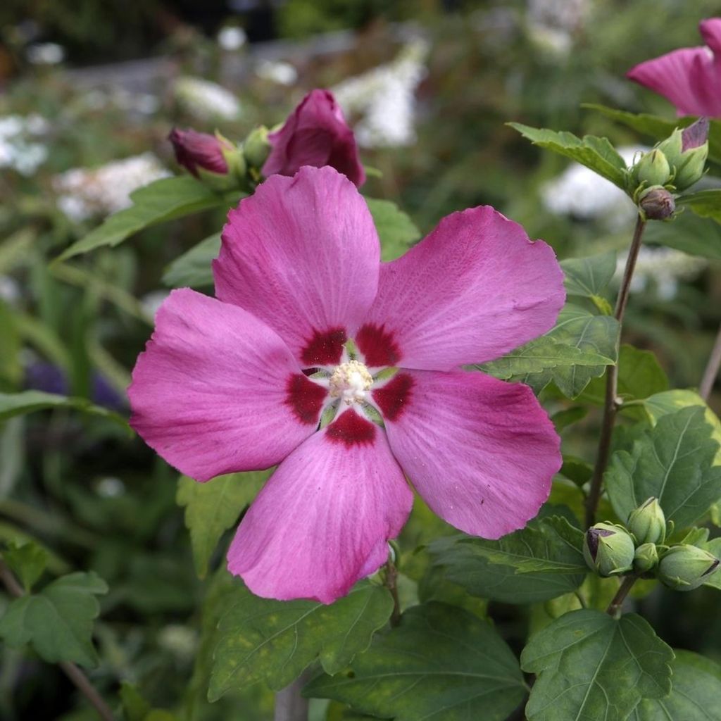 Hibiscus Syriakus Hibiskus Busch , Höhe:Busch 60 - 80 cm, Hibiscus:Woodbridge
