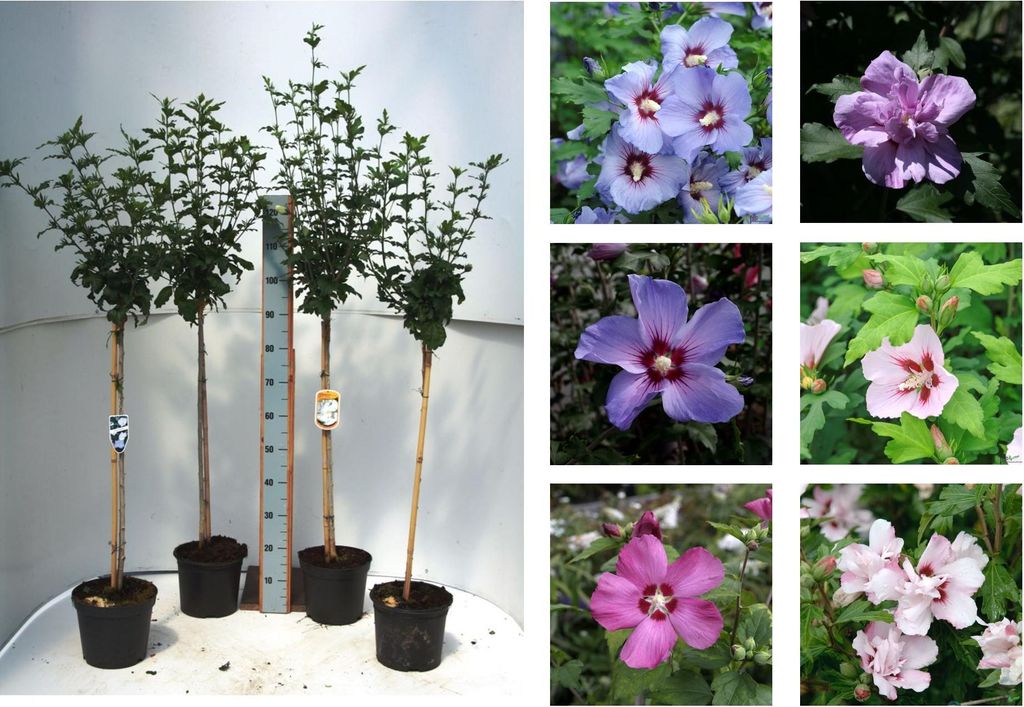 Hibiscus Stämmchen Hibiskus 80cm Stamm Blue Bird Hamabo Woodbridge versch Sorten, Hibiscus:Marina