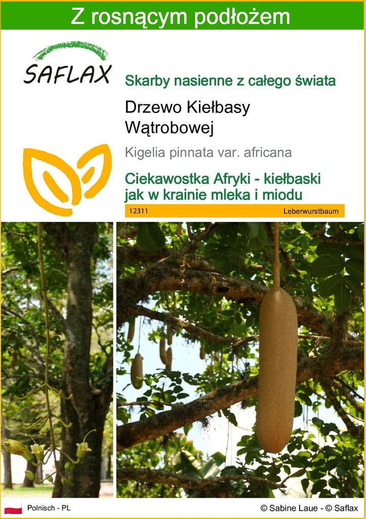 SAFLAX - Drzewo Kiełbasy Wątrobowej - 10 Nasiona - Z Zdjęcie produktu 