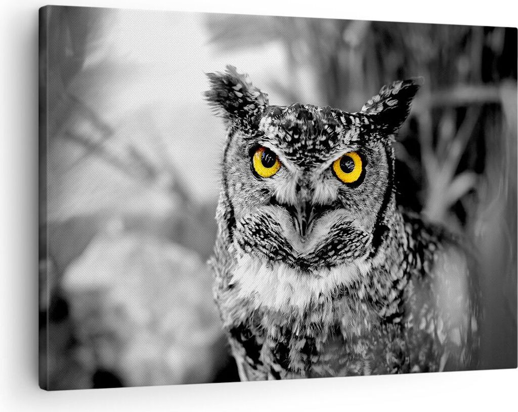Bild auf Leinwand - Leinwandbild - Eule Vogel Natur - Produktbild 