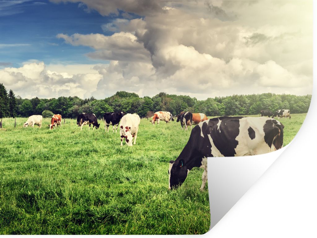 MuchoWow Wandtattoo Wandsticker Wandaufkleber Kühe - Weide - Natur - Tiere - Landschaft 40x30 cm Selbstklebend und Repositionierbar - Faltenfrei