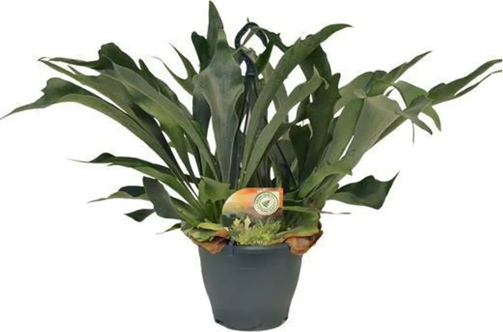 Plante verte d'intérieur : Grande Fougère à cornes tropicale Ø 21 cm