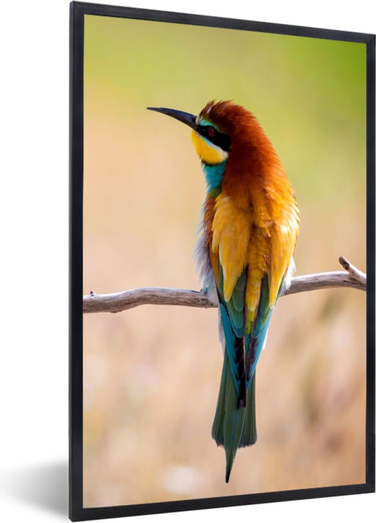 MuchoWow Gerahmtes Poster Vögel - Bienenfresser - Tiere 40x60 cm - Poster mit Schwarzem Bilderrahmen Wandposter Rahmen Foto Bilder - Papierdruck...