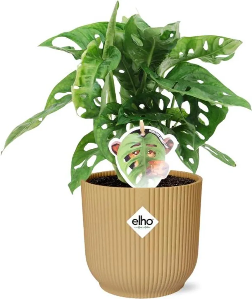 Plante Verte Monstera Monkey Leaf en Pot Jaune - Décoration Jungle Urbaine