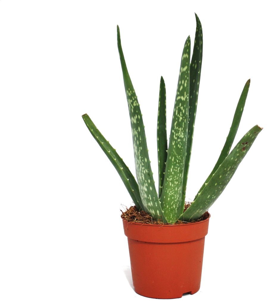 Aloes - ok. 2 lata - doniczka 10,5 cm Zdjęcie produktu 