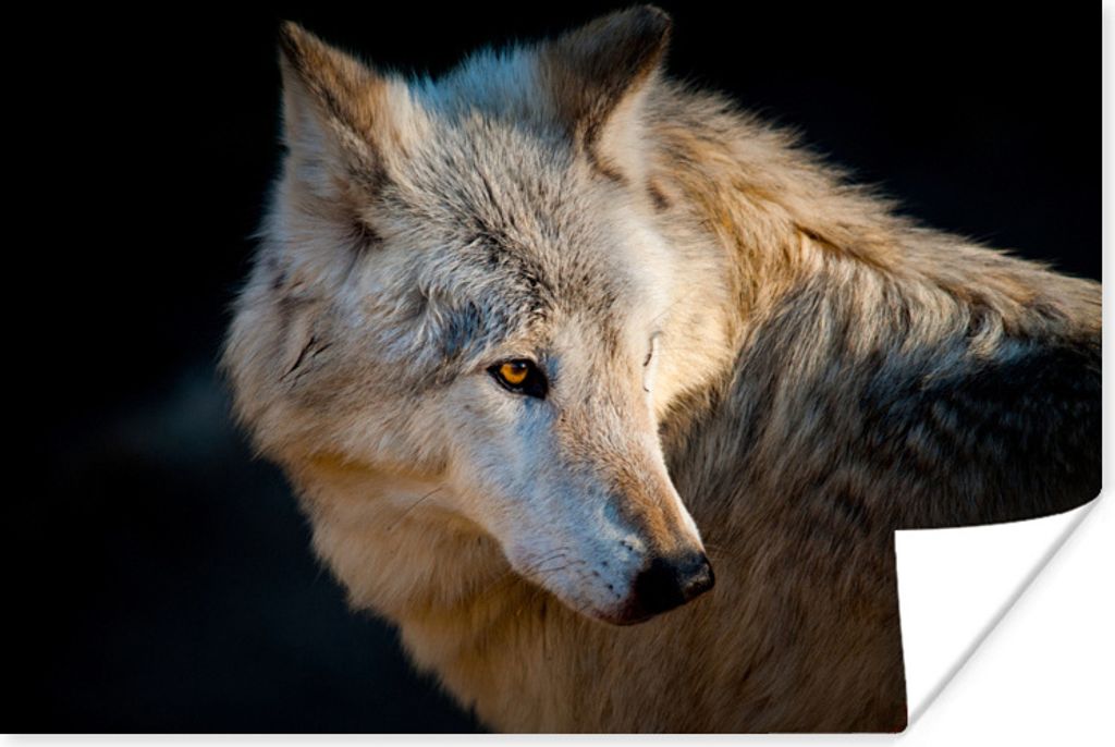MuchoWow Poster Leichter Polarwolf 30x20 cm - Plakate - Print