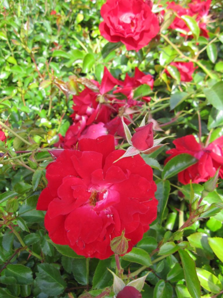 Bodendeckerrose Mainaufeuer - Rosa Mainaufeuer - Kordes-Rose