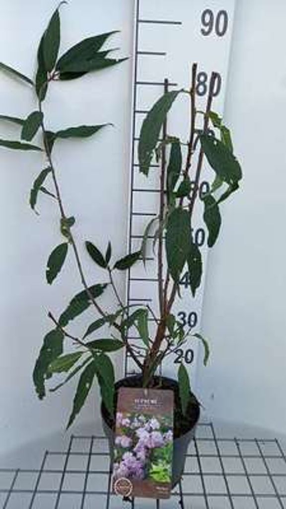 Prunus tomentosa - Filzkirsche 30- 40 cm - Container