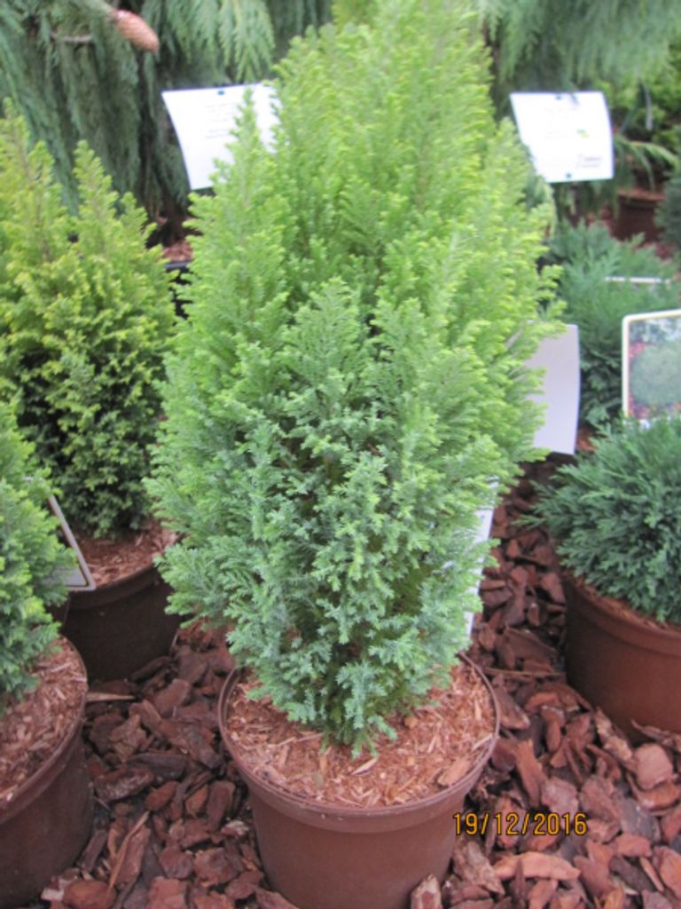 Chamaecyparis lawsoniana Ellwoods Gold - Gelbe Produktbild 