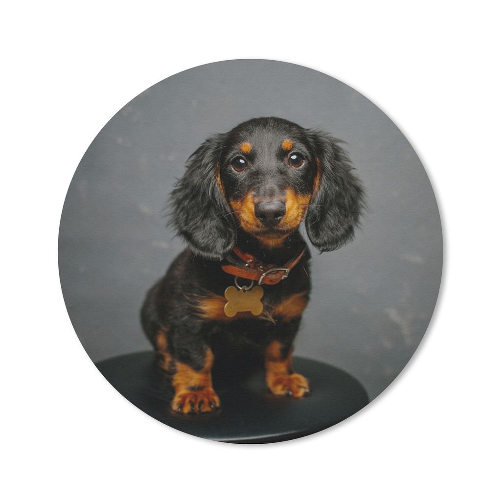 MuchoWow Mauspad Mousepad Studiofoto eines Dackelwelpen 30x30 cm - Mousepads - Maus Mat - Pad - Mausunterlage - Tischunterlage - Schreibtischmatten