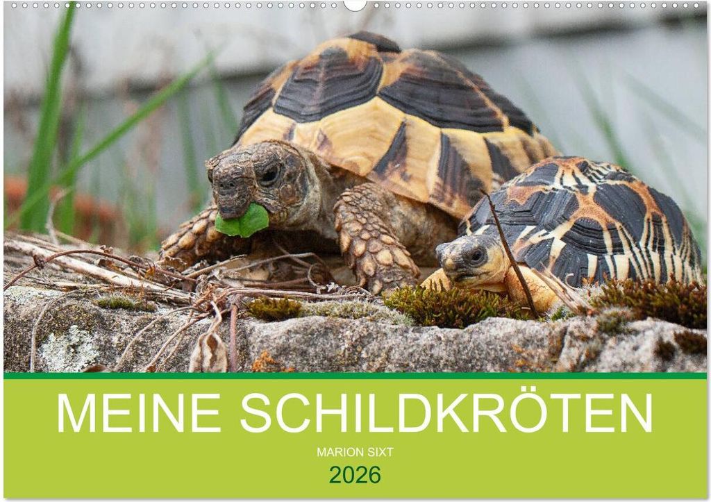 Meine Schildkröten (Wandkalender 2026 DIN A2 quer), CALVENDO Monatskalender