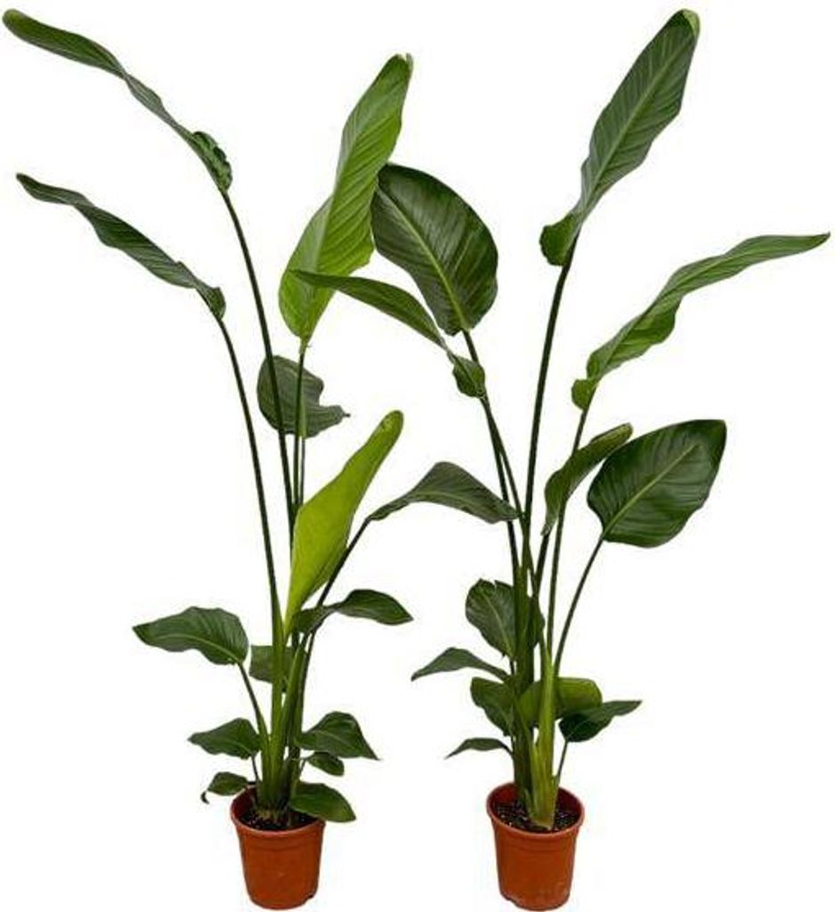 Baum-Strelitzie Strelitzia Nicolai 2 Pflanzen 130cm Ø17cm Weißer Paradiesvogel