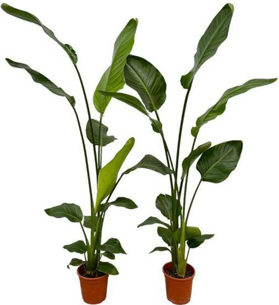 Strelitzia Nicolai 130 cm : lot de 2 plantes Oiseau de Paradis Blanc