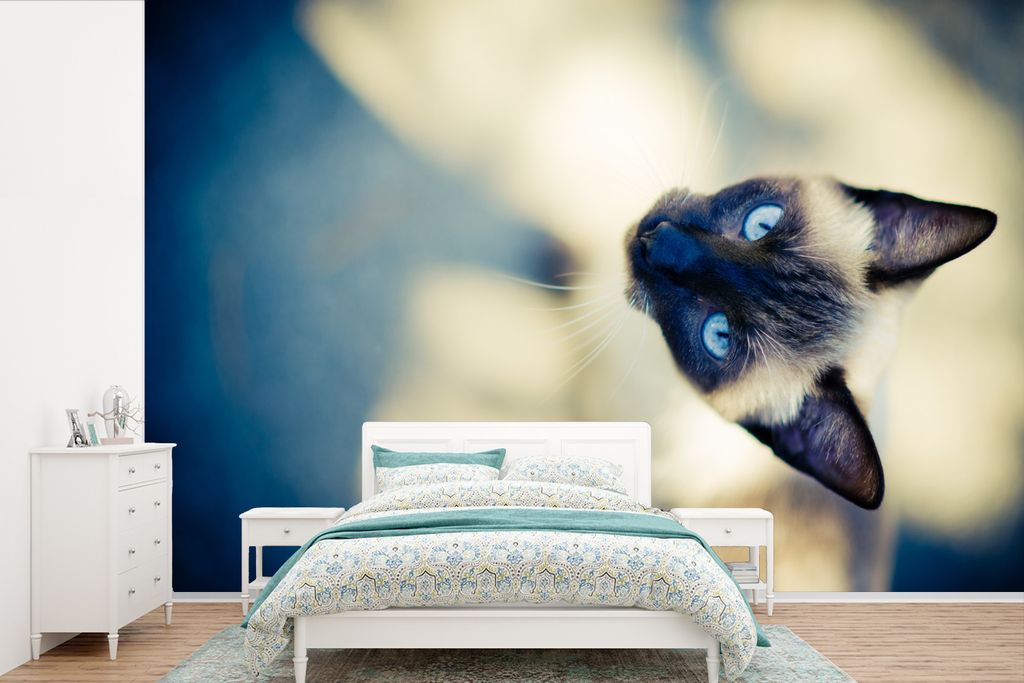 MuchoWow Fototapete für Wohnzimmer oder Schlafzimmer Wandtapete Vinyl Motivtapete Eine siamesische Katze von oben - 525x350 cm - Das Hintergrund...