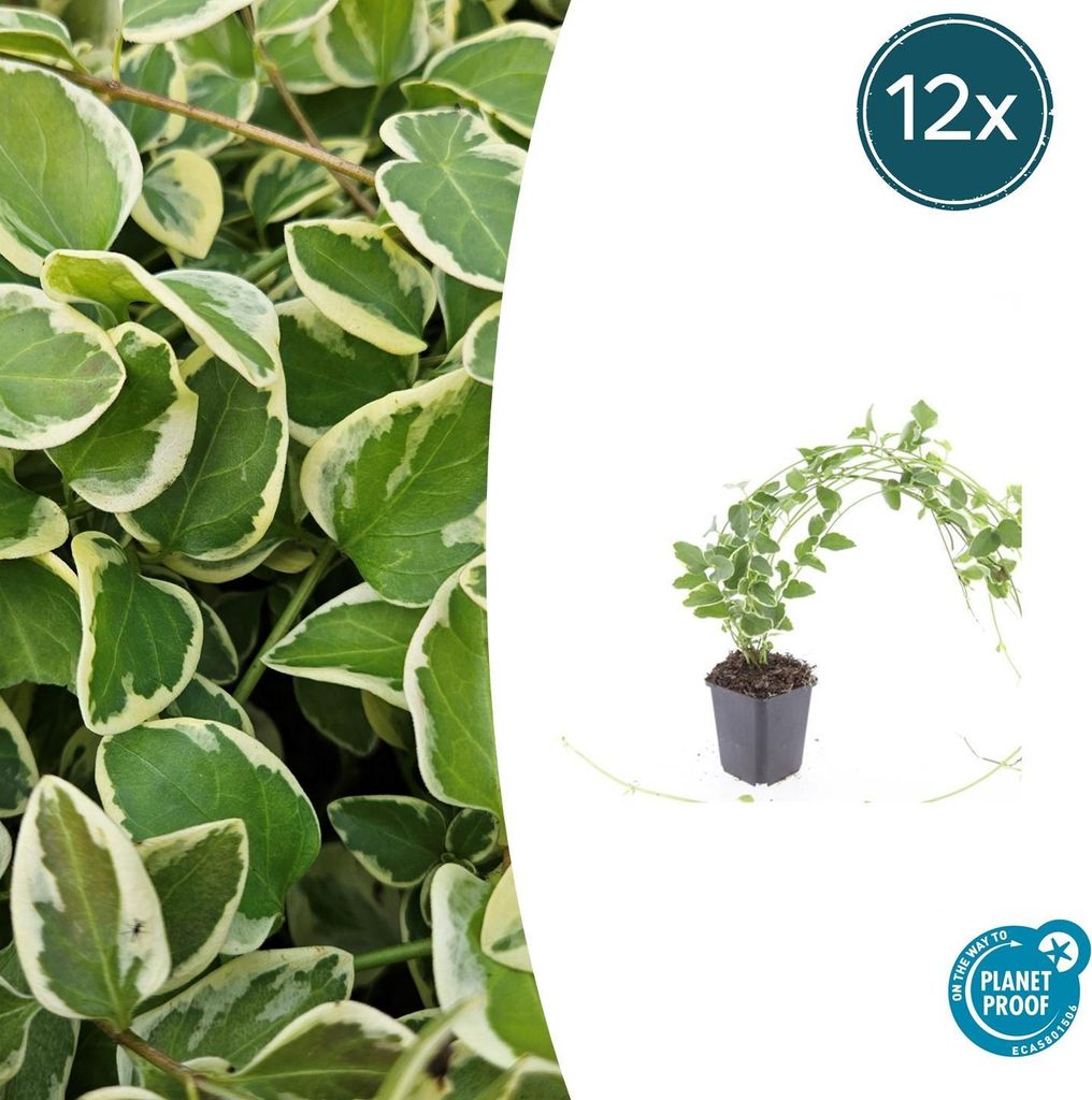 Bodendecker - Großblättriges Weissbuntes Immergrün - Vinca major 'Variegata' - 9cm Topf - Set mit 12 Pflanzen