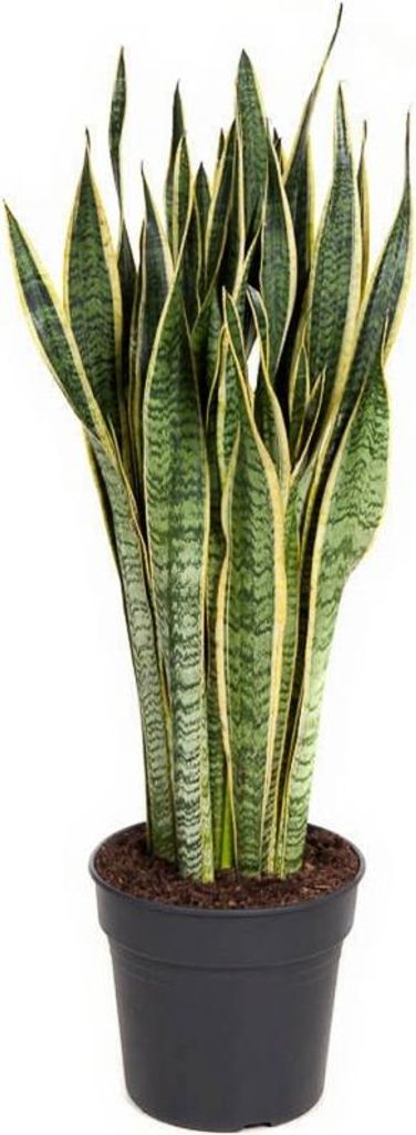 Bogenhanf Sansevieria Laurentii - 19 cm Topf, 70 cm Höhe