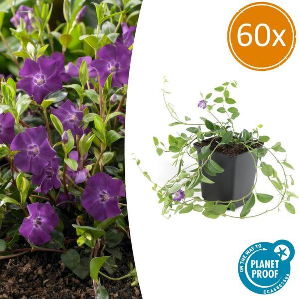Immergrün – Vinca minor 'Atropurpurea' – 10-25cm – Ø9cm – 60 Pflanzen – Lila Bodendecker – Sonne & Schatten – Pflegeleicht