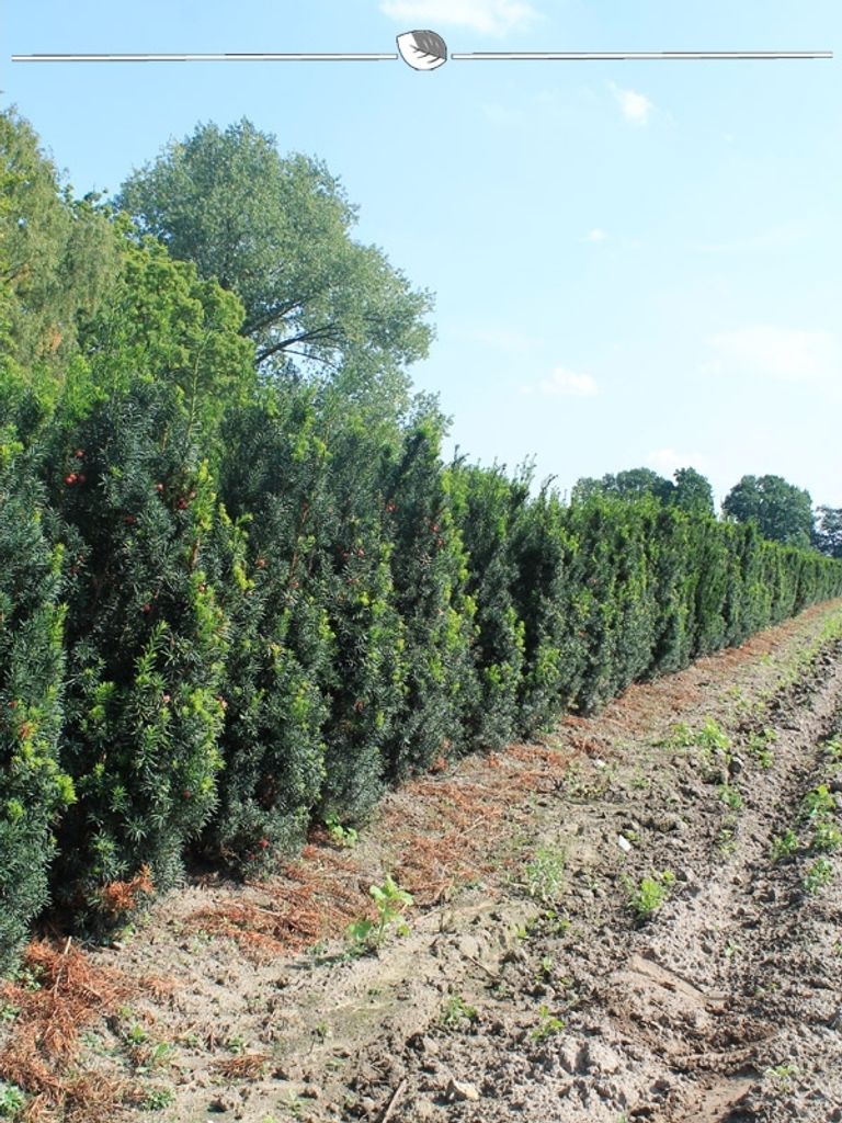 Fruchtende Bechereibe Taxus media Hicksii 120-140 cm, 7x Heckenpflanze