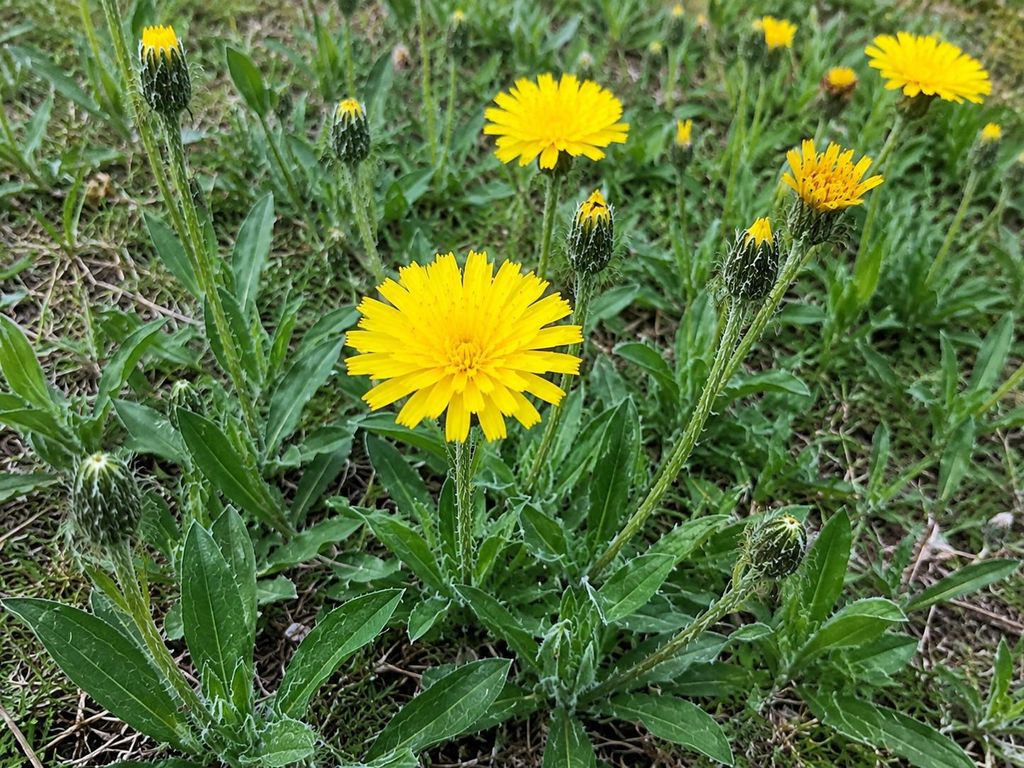 SaatPilot Pilosella officinarum 400 Samen Kleines Produktbild 