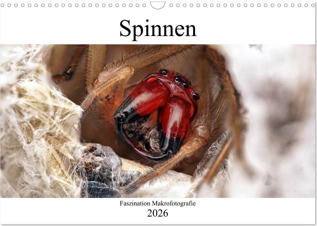 Faszination Makrofotografie: Spinnen (Wandkalender 2026 DIN A3 quer), CALVENDO Monatskalender