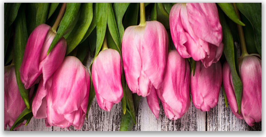 Glasbilder 140x70 Wandbild Druck auf Glas Tulpen Pflanzen