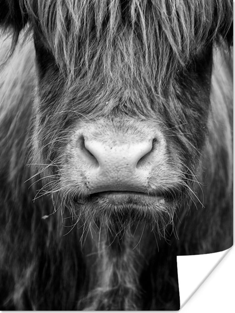MuchoWow Poster Schottischer Highlander - Kuh - Schwarz - Weiß - Tiere 30x40 cm - Wandplakat - Poster Kinderzimmer