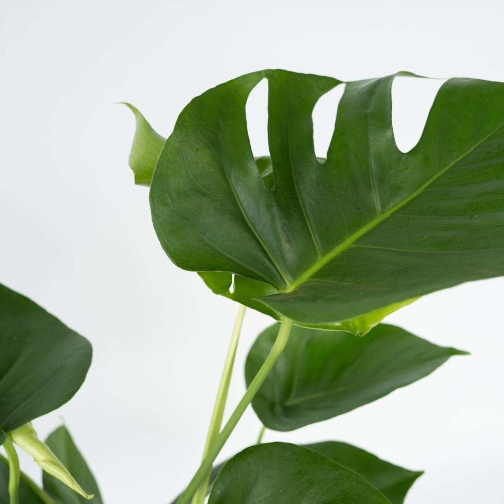 Fensterblatt - Monstera deliciosa - Hhe 70-80cm - 21cm