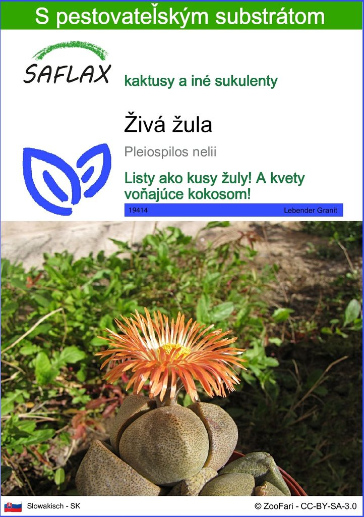 SAFLAX - živá žula - Pleiospilos nelii - 40 Semená - S Obrázok produktu 