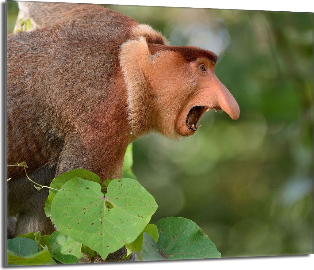 Glasschutzplatte für den Herd 60x52 Nosacz