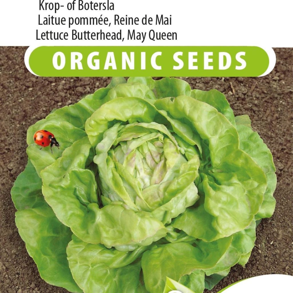 May Queen Head- oder Buttersalatsamen – für den Anbau nahrhafter und knuspriger Salate in Ihrem Hausgarten