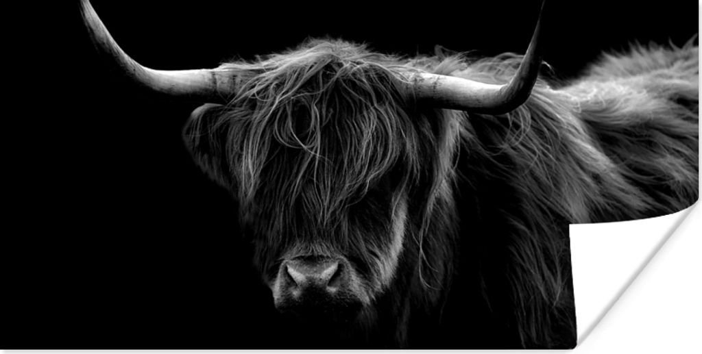 MuchoWow Poster Schottischer Highlander - Hörner - Schwarz - Tiere - Natur - Wild - Kuh 80x40 cm - Wanddeko