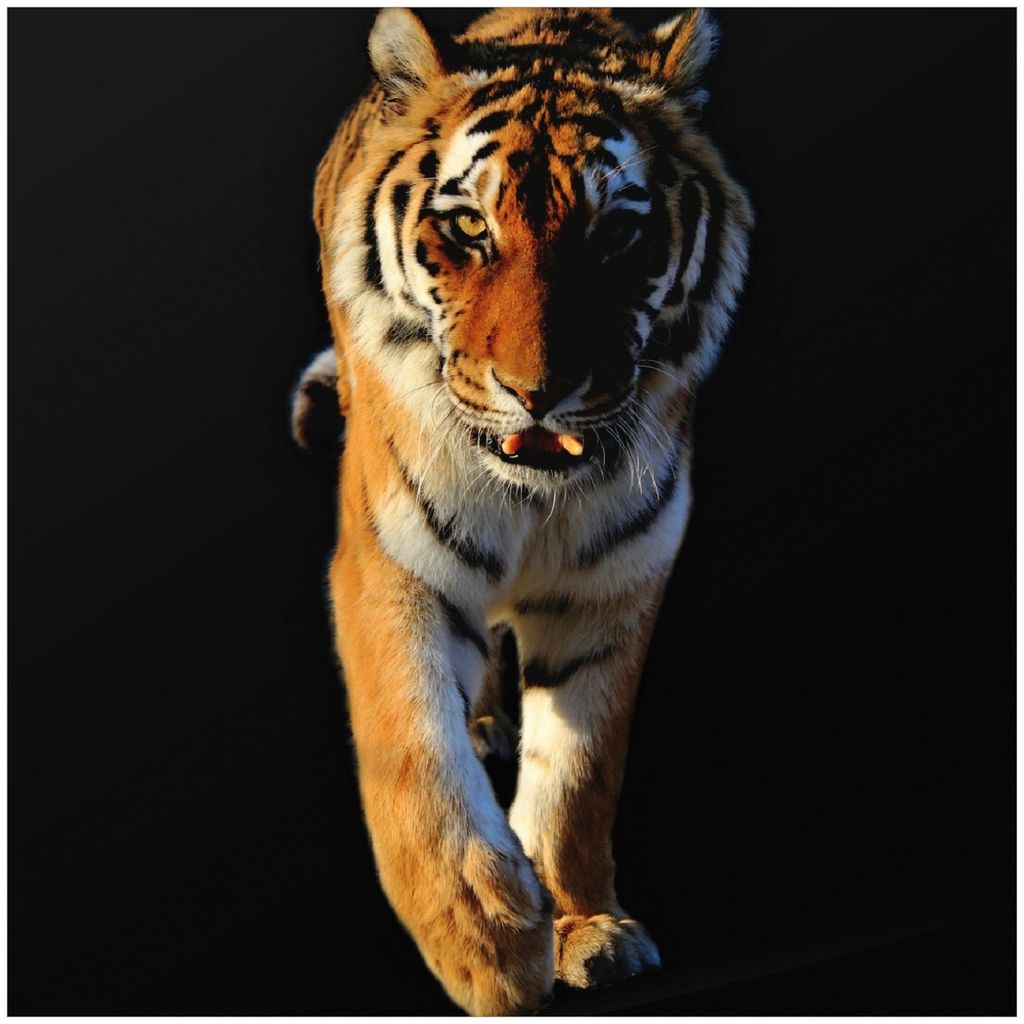 Wallario Premium Glasbild, freischwebende Optik, kräftige Farben, Größe 30 x 30 cm Motiv Laufender Tiger