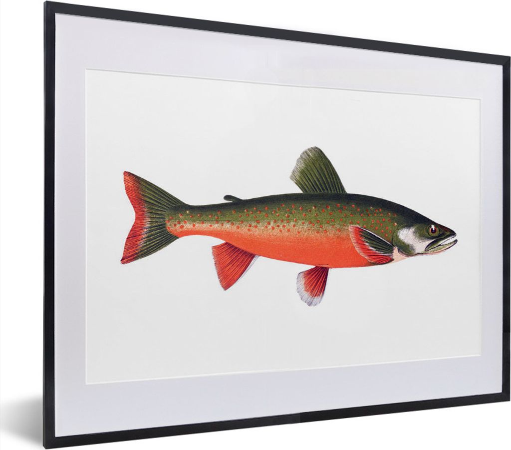 MuchoWow MuchoWow Gerahmtes Poster Fisch - Rot - Lachs 40x30 cm - Poster mit zchwarzem Bilderrahmen - Bilderrahmen - Poster im Rahmen