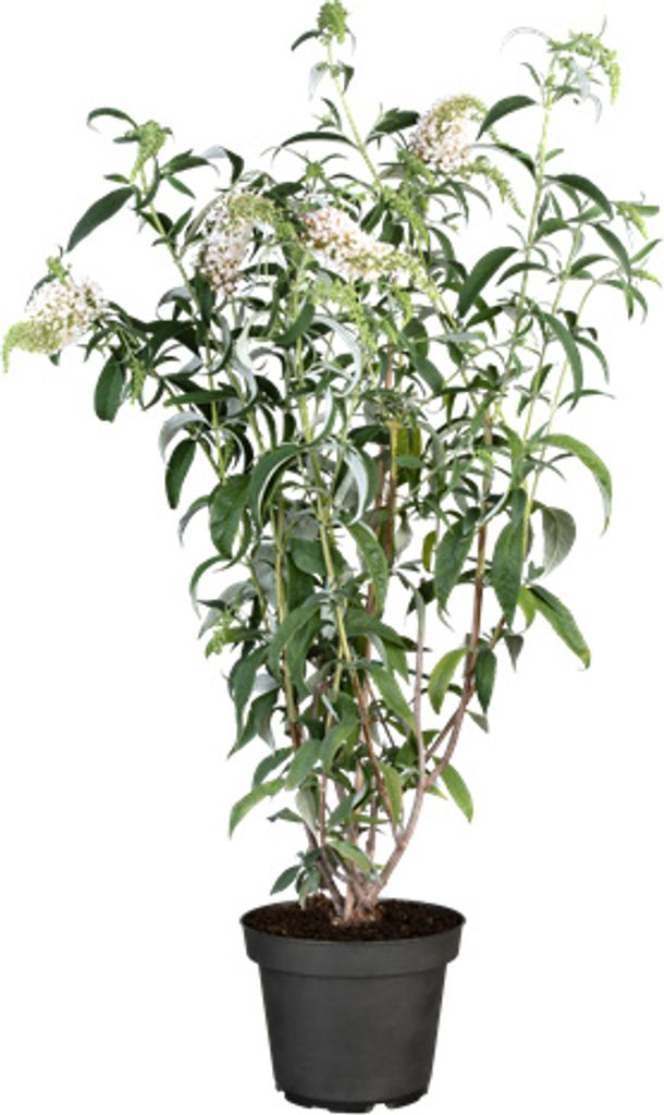 Buddleja 'White Profusion', Schmetterlingsflieder, weiß, 40–60 cm