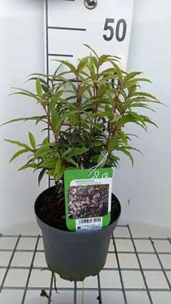 Arbuste persistant d'ombre Sarcococca hookeriana Digyna - Pot 20-25 cm