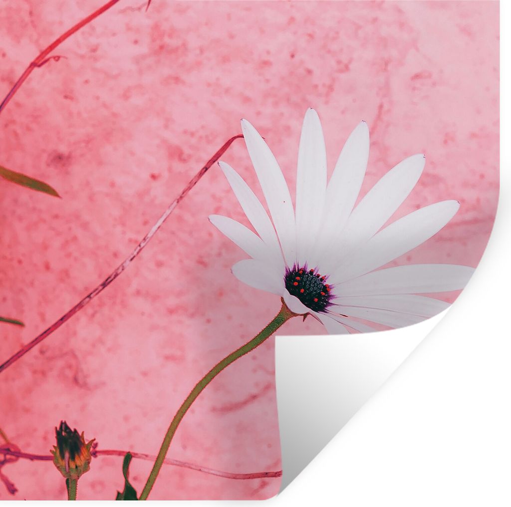 MuchoWow Wandtattoo Wandsticker Wandaufkleber Blumen - Rosa - Vintage 80x80 cm Selbstklebend und Repositionierbar - Wierderverwendbar - Selbstkle...