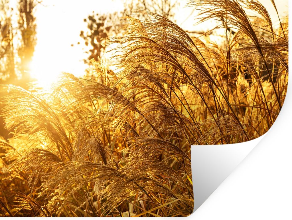 MuchoWow Wandtattoo Wandsticker Wandaufkleber Pampasgras - Sonne - Gras 40x30 cm Selbstklebend und Repositionierbar - Faltenfrei