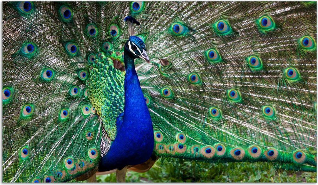 Wallario Herdabdeckplatte aus Glas, Größe 90 x 52 cm 1-teilig, Motiv Farbenprächtiger Pfau