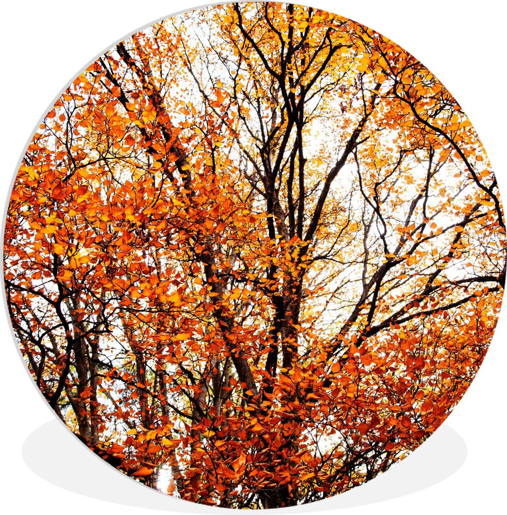 MuchoWow Rundes Wandbild - Runde Bilder Wald - Herbst - Jahreszeiten Ø 90 cm Kreis Wanddekoration Kunststoff - Wandkreis - Wandschmuck - Wand-Kr...