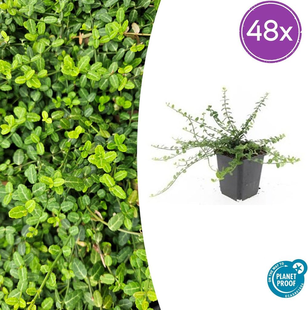 Euonymus fortunei 'Minimus' – Bodendecker – 48 Pflanzen – Ø9cm – 10–25cm – Immergrün & winterhart – Für Schatten & Halbschatten
